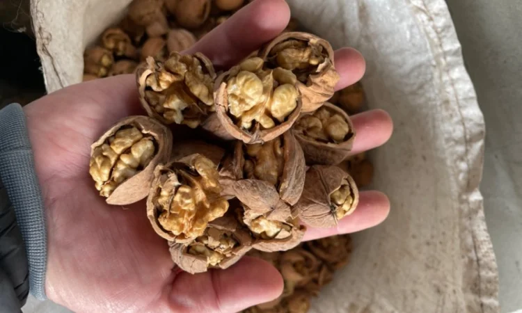 Грецький горіх - фото № 4