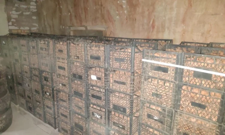 Продам горіх волоський - фото № 3