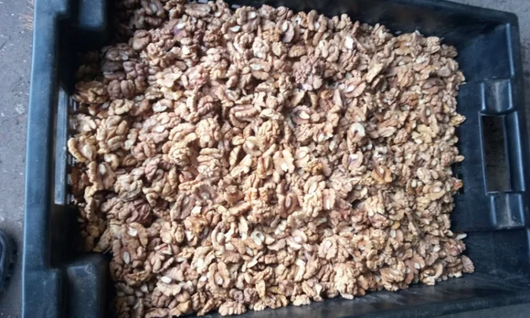 Закупаем светлое ядро. Бабочка. Четверть. Микс любого содержания бабочки.б - фото № 1