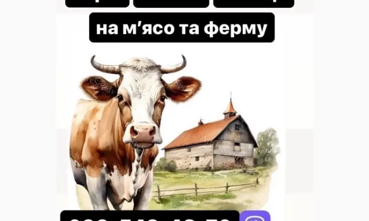 Купляємо ВРХ - фото № 1