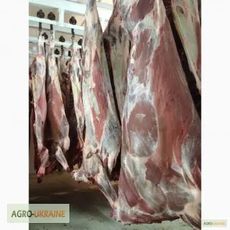 СРОЧНО продам от производителя говядину и свинину на экспорт внутренний рынок с 20 тонн - фото № 1