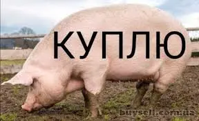 Куплю свиней живым весом - фото № 1