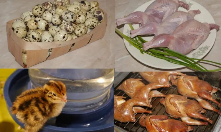 Продам мясо перепела - фото № 1