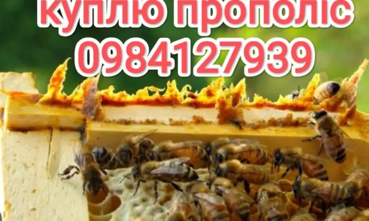 Куплю прополис - фото № 1