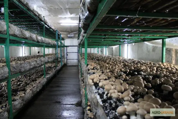 Мицелий шампиньонов зерновой первичный (не пересажен!) высылаю из Киева новой почтой - фото № 3
