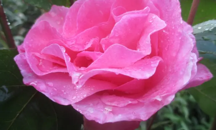 Продам саженцы розы Super Star - фото № 12