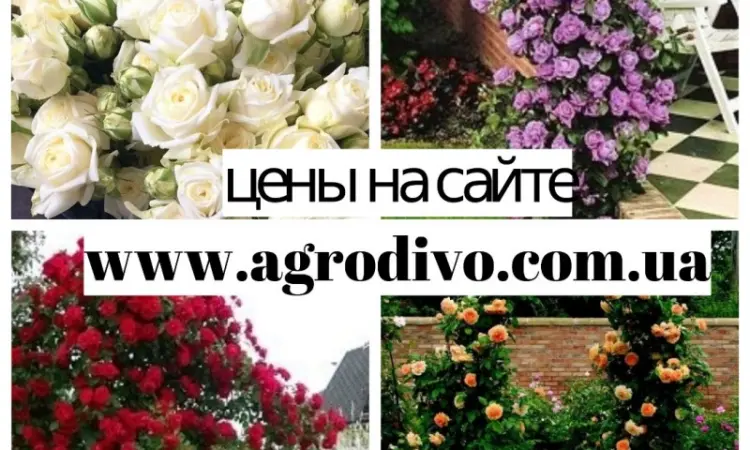 Продажа саженцев роз на ВЕСНУ 2026. Нові сорти в розсаднику "АГРОДИВО" - фото № 6