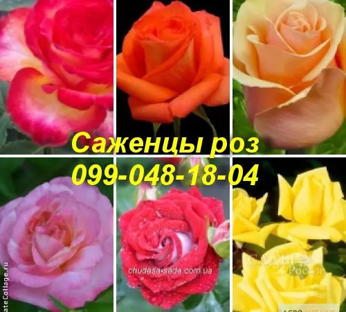 Найкращі саджанці троянд: різноманіття сортів та висока якість за доступними цінами - фото № 3