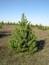 Ялинка сосна новорічна - фото № 1