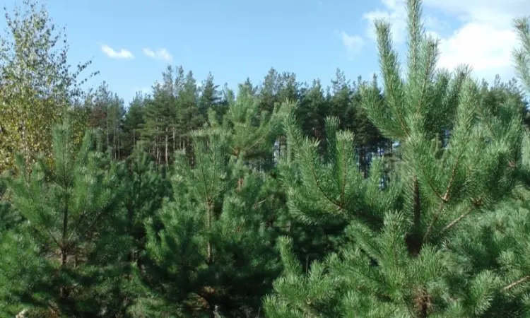 Сосна новорічна Ялинка новорічна Новогодние сосны Елки Сосна жива Сосна Оптом - фото № 6