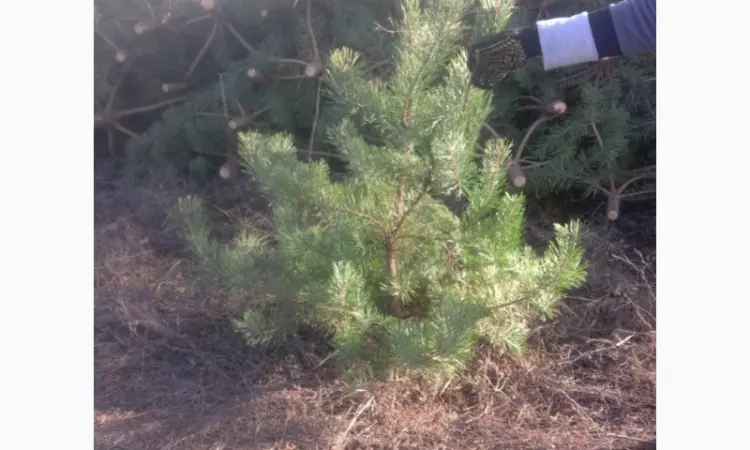 Новогодние сосны елки ялинки новорічні від виробника сосна ялинка оптом от производителя - фото № 2