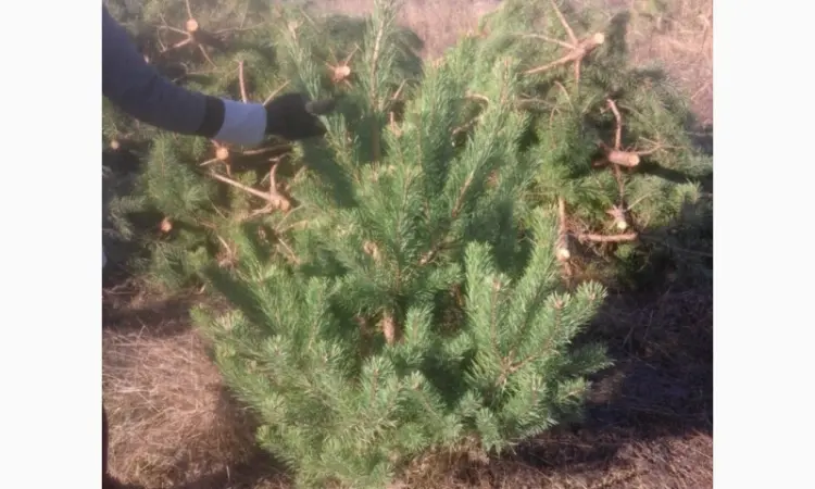 Новогодние сосны елки ялинки новорічні від виробника сосна ялинка оптом от производителя - фото № 6