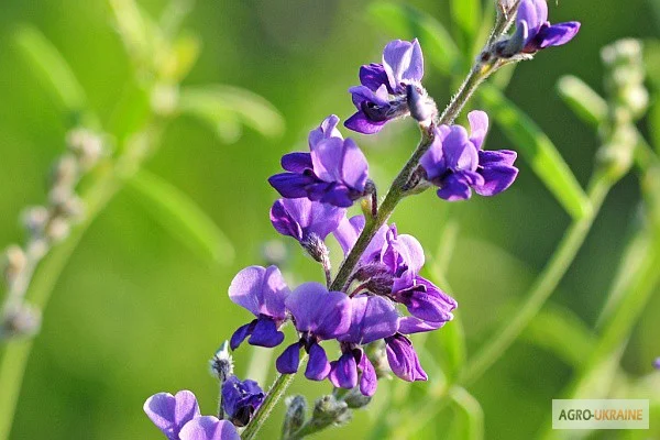 Куплю семена люцерны и клевера - фото № 1