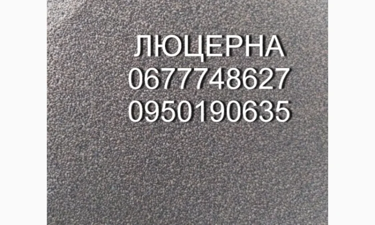 Семена люцерни Надія - фото № 1