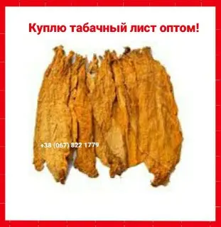 Куплю табачный лист для сигарет 1 кг, только ОПТОМ! Вся Украина - фото № 1