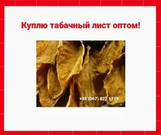 Куплю табачний лист для сигарет 1 кг, оптом! Дорого! Вся Україна - фото № 1