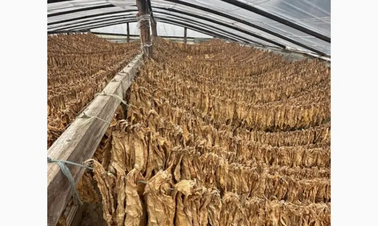 Продам табак для трубки , сорт Берли, Берлей - фото № 2