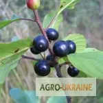 Кора крушины - фото № 1