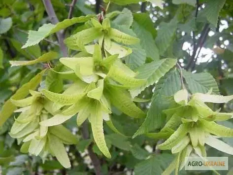 Цвет граба настойка (Carpinus betulus) - фото № 1