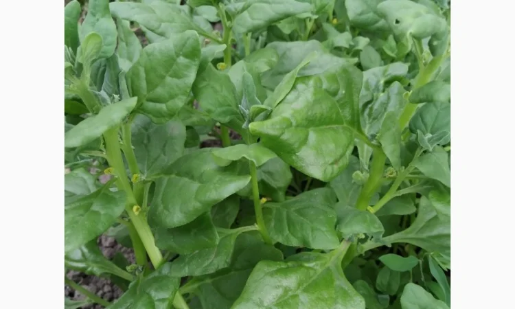 Пряно-острая зелень на продажу - фото № 2