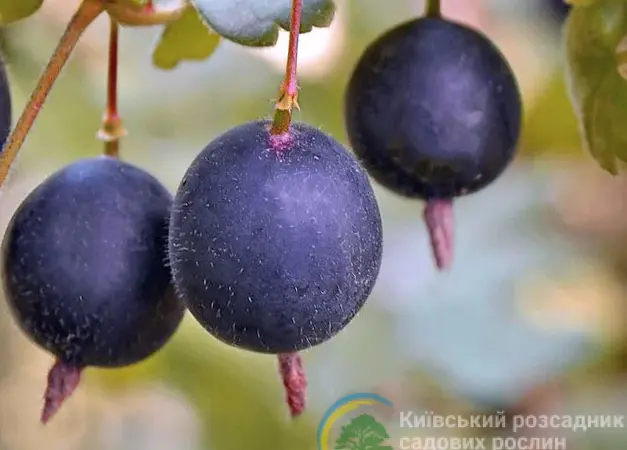 Йошта сорт Крону - фото № 1