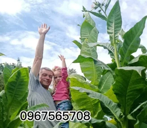 Насіння Табака. Семена табака - фото № 1