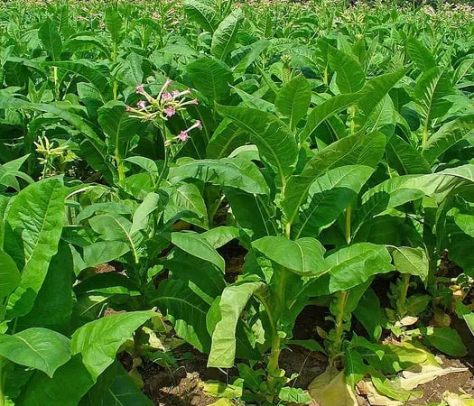 Махорка гарної якості - фото № 1