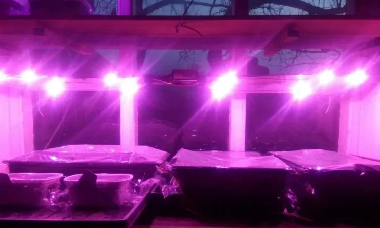 Семена табака и махорки - 160 сортов - фото № 1