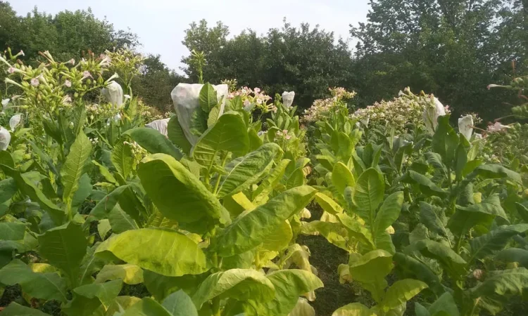 Насіння тютюну 82 сортів семена табака - фото № 1