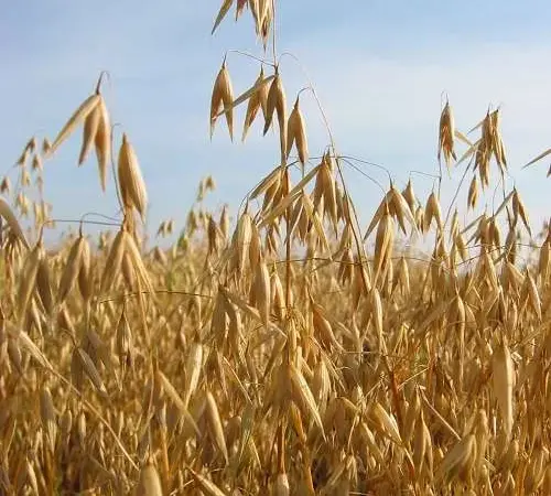 Продам зерно ОВЕС!!! - фото № 1