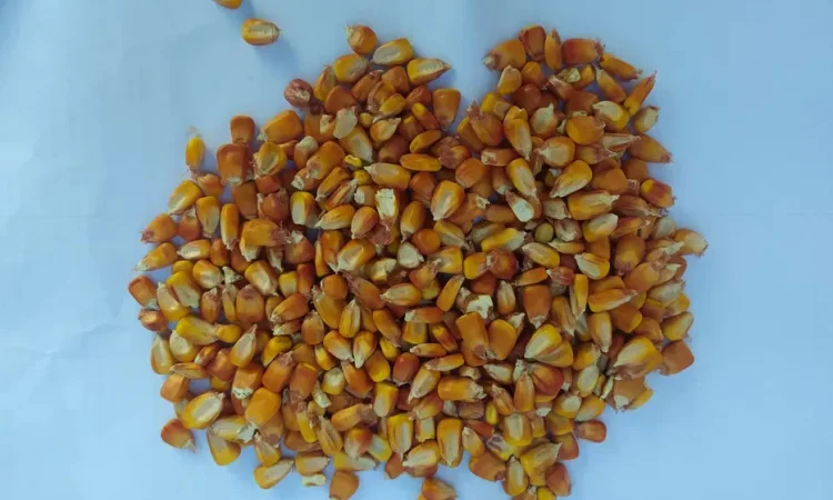 Кукурудза кормова сушена врожай 2025 9 грн/кг. - фото № 1