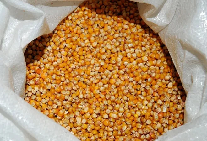 Зерно кукурудзи, кукурудза кормова - фото № 1