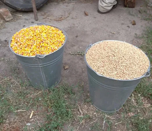 Зерно (кукурудза кормова ) та суміші - фото № 1