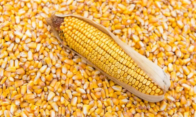 Кукурудза кормова суха - фото № 1