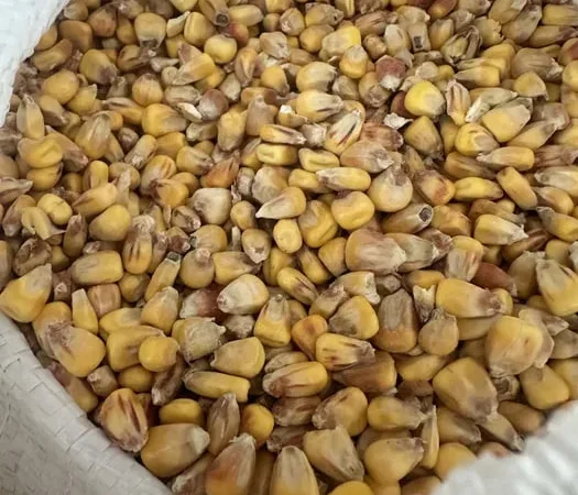 Кукурудза суха кормова - фото № 1