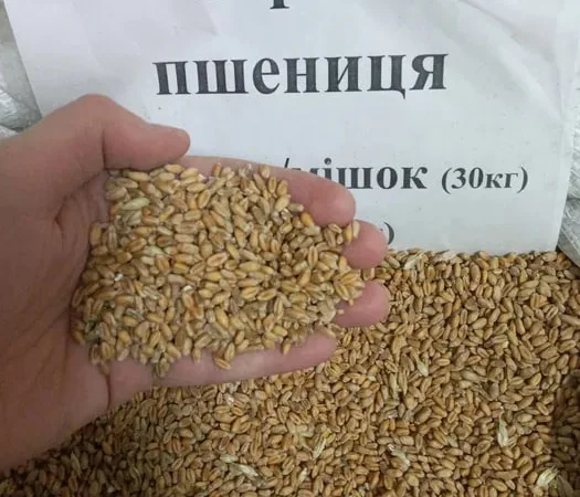 Пшениця, Кукуруза, Соняшник, Овес, Ячмінь, Просо - фото № 1