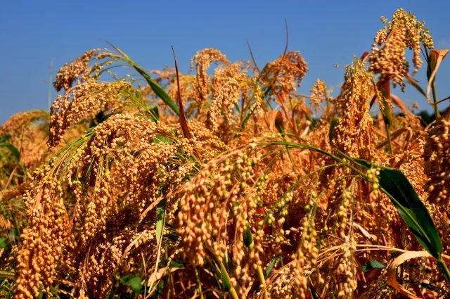 Просо ультрараннє Біла альтанка сертифіковане - фото № 1