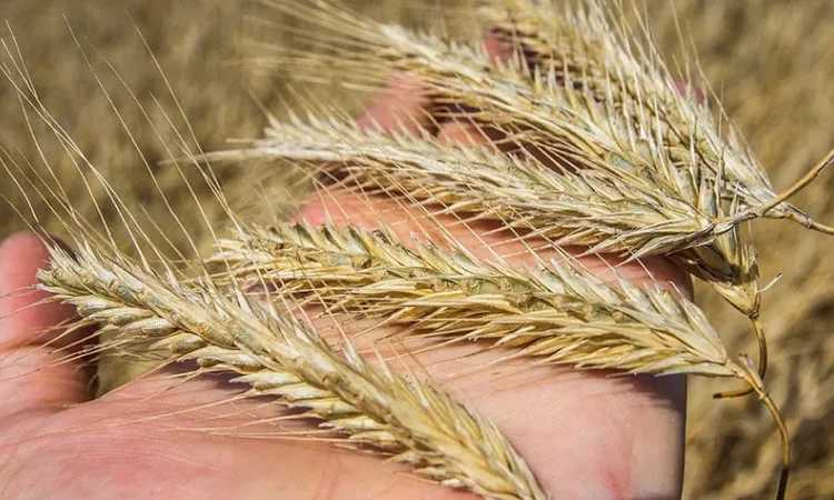 Жито посівне гібрид насіння - фото № 1