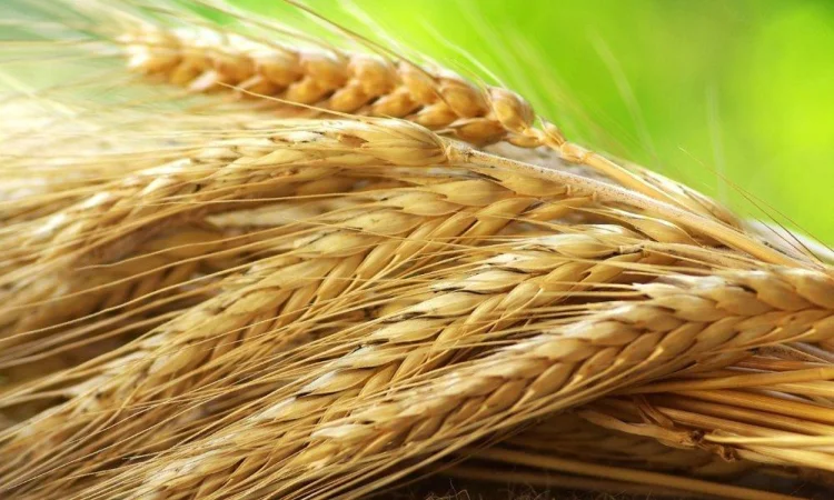 Продам насіння жита - фото № 1