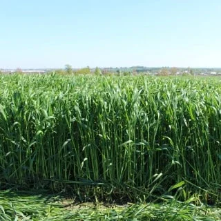 Жито Прогас - (1 млн насіння) - фото № 1