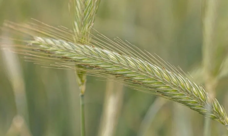 Жито КВС Тайо (1 млн насіння) - фото № 1