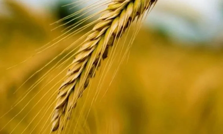 Жито КВС Боно (1 млн насіння) - фото № 1