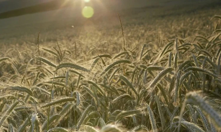 Жито КВС Требіано (1 млн насіння) - фото № 1