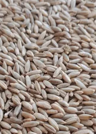 Жито урожай 2024 року 20 кг - фото № 1