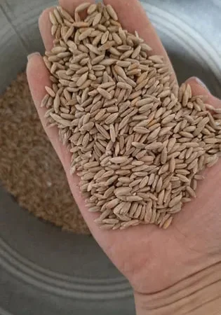 Жито не труєне 2025 року - фото № 1