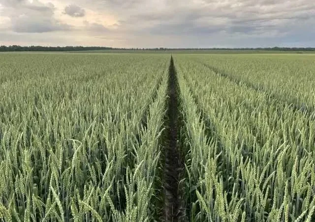 Насіння пшениці, тритикале, люпину та льону - фото № 1