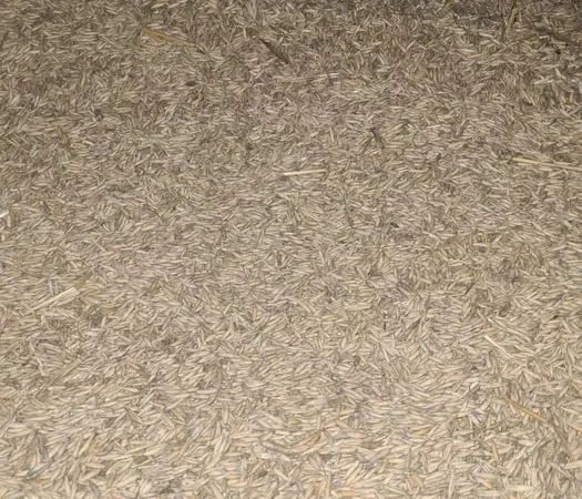 Продам овес. Тритикале. Урожай 2025 рік - фото № 1