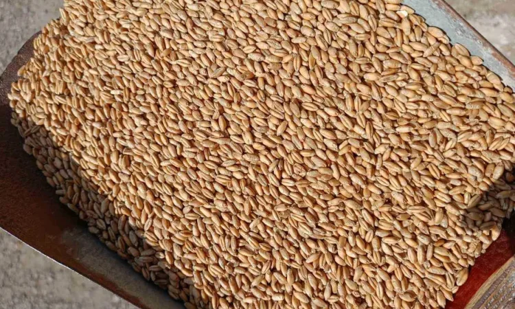 Продам тритікале, овес, пшеницю, ячмінь. - фото № 1