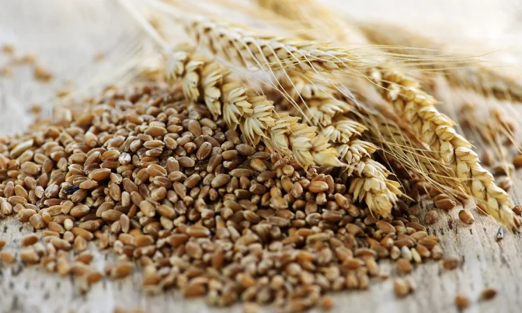 Продам зерно тритікале - фото № 1