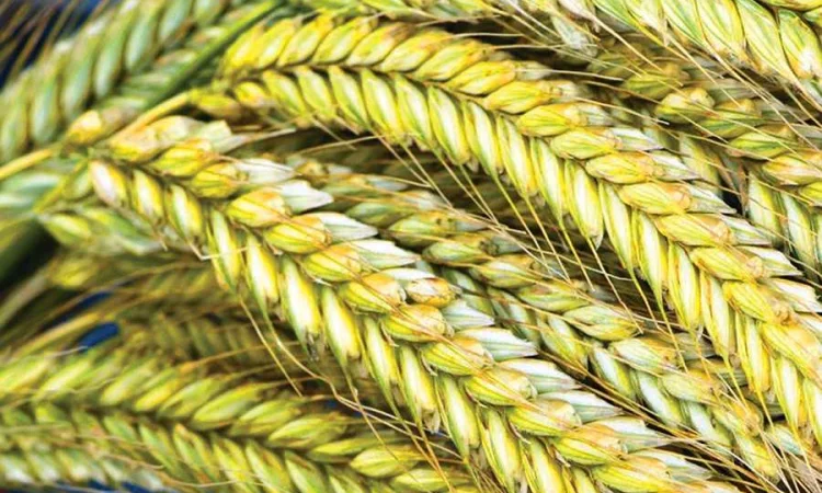 Семена озимого тритикале Славное, элита - фото № 1